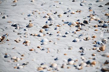 Image showing Fullframe photo of the seashells on the coast of Atlantic Ocean