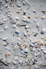 Image showing Fullframe photo of the seashells on the coast of Atlantic Ocean