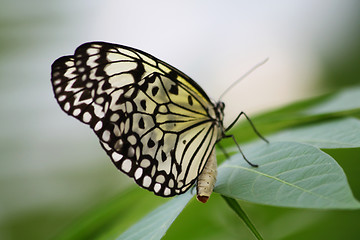 Image showing Butterfly wings