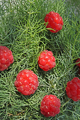 Image showing Raspberry on the fennel