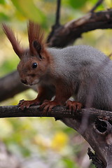 Image showing squirrel