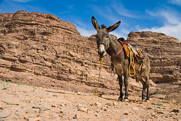 Image showing Donky in the mountain