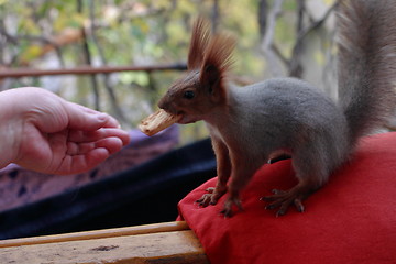 Image showing Squirrel