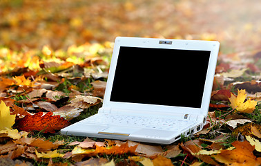 Image showing Laptop in an automn scene