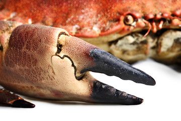 Image showing crab shot on a white backdrop