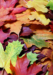 Image showing Leaves of autumn