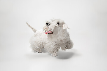 Image showing West Highland White Terrier sitting against white background