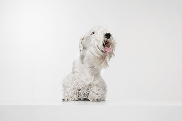 Image showing West Highland White Terrier sitting against white background