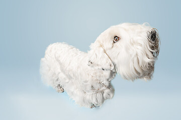 Image showing West Highland White Terrier sitting against white background