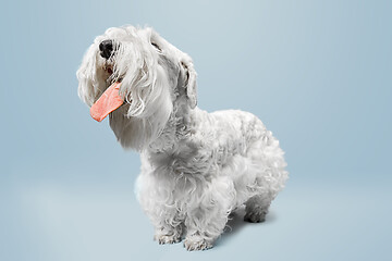 Image showing West Highland White Terrier sitting against white background