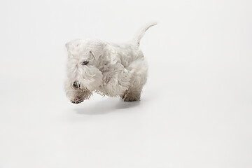 Image showing West Highland White Terrier sitting against white background