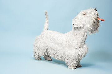 Image showing West Highland White Terrier sitting against white background