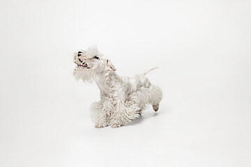 Image showing West Highland White Terrier sitting against white background