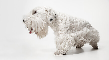 Image showing West Highland White Terrier sitting against white background