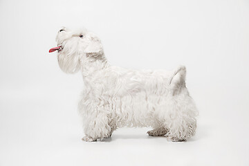 Image showing West Highland White Terrier sitting against white background