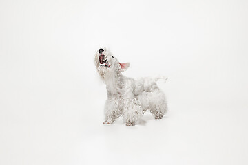 Image showing West Highland White Terrier sitting against white background