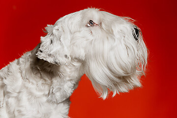 Image showing West Highland White Terrier sitting against white background