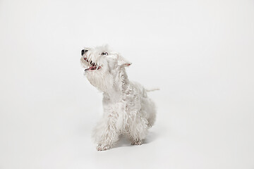 Image showing West Highland White Terrier sitting against white background