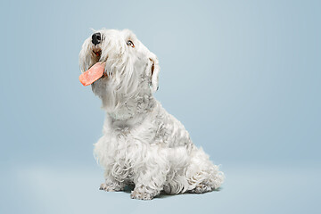 Image showing West Highland White Terrier sitting against white background