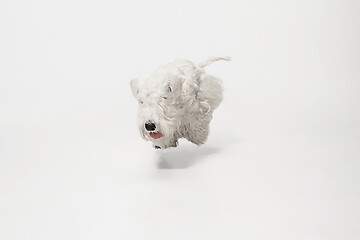 Image showing West Highland White Terrier sitting against white background