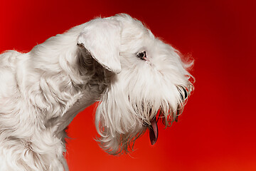 Image showing West Highland White Terrier sitting against white background