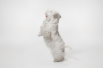 Image showing West Highland White Terrier sitting against white background