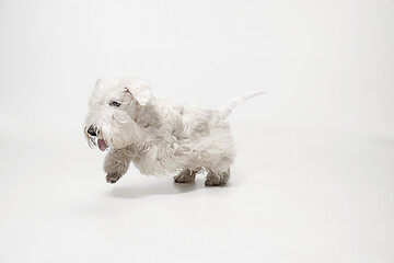 Image showing West Highland White Terrier sitting against white background