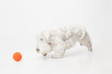 Image showing West Highland White Terrier sitting against white background