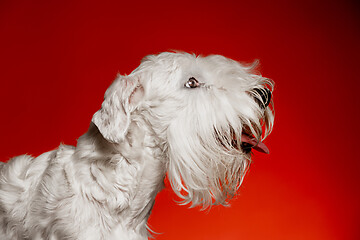 Image showing West Highland White Terrier sitting against white background