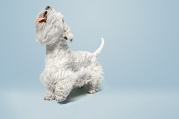 Image showing West Highland White Terrier sitting against white background