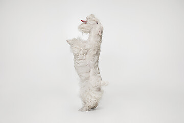 Image showing West Highland White Terrier sitting against white background