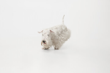 Image showing West Highland White Terrier sitting against white background