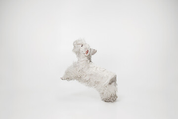 Image showing West Highland White Terrier sitting against white background