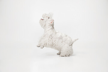 Image showing West Highland White Terrier sitting against white background