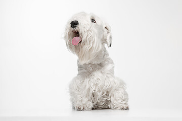 Image showing West Highland White Terrier sitting against white background