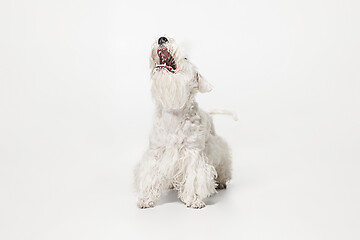 Image showing West Highland White Terrier sitting against white background