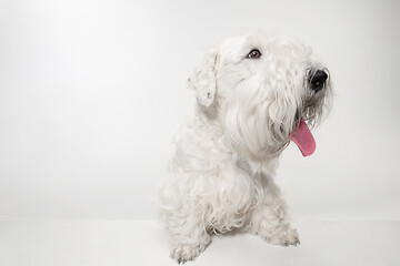 Image showing West Highland White Terrier sitting against white background