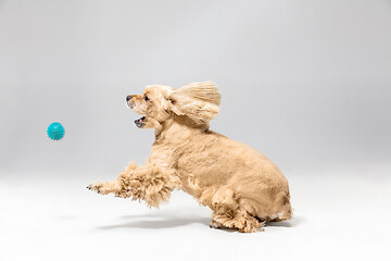 Image showing Studio shot of american spaniel playing