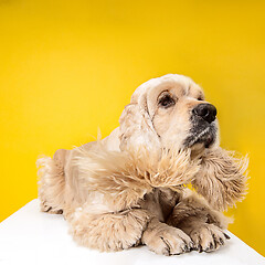 Image showing Studio shot of american spaniel playing