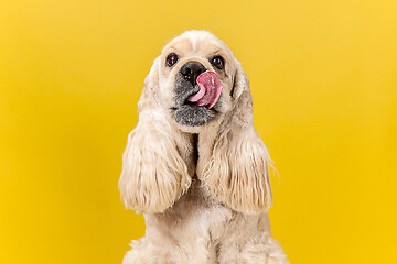 Image showing Studio shot of american spaniel playing