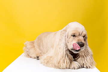 Image showing Studio shot of american spaniel playing