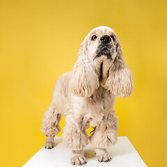 Image showing Studio shot of american spaniel playing