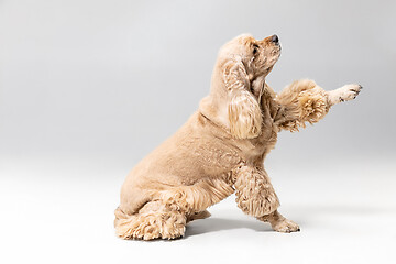 Image showing Studio shot of american spaniel playing