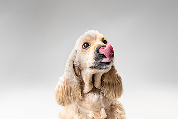 Image showing Studio shot of american spaniel playing