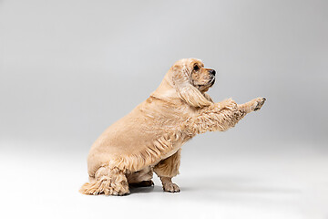 Image showing Studio shot of american spaniel playing