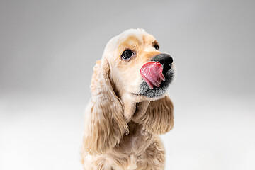 Image showing Studio shot of american spaniel playing