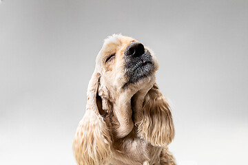 Image showing Studio shot of american spaniel playing