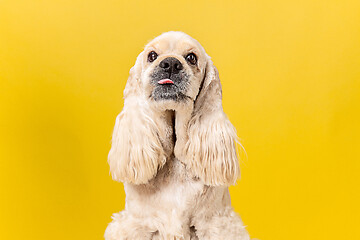 Image showing Studio shot of american spaniel playing