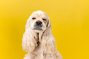 Image showing Studio shot of american spaniel playing