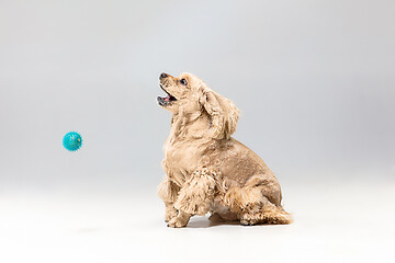 Image showing Studio shot of american spaniel playing